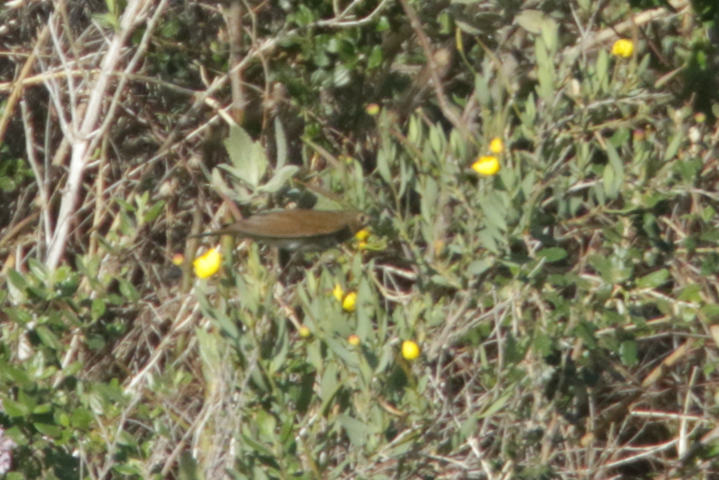 Swainson's Thrush - ML441701541