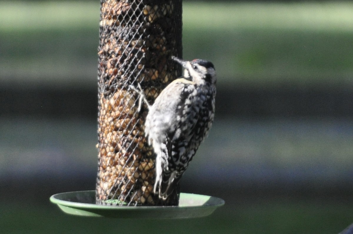 Yellow-bellied Sapsucker - ML441701581