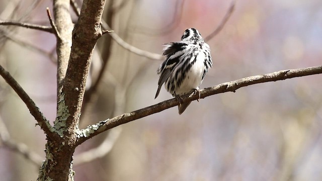 Black-and-white Warbler - ML441701721