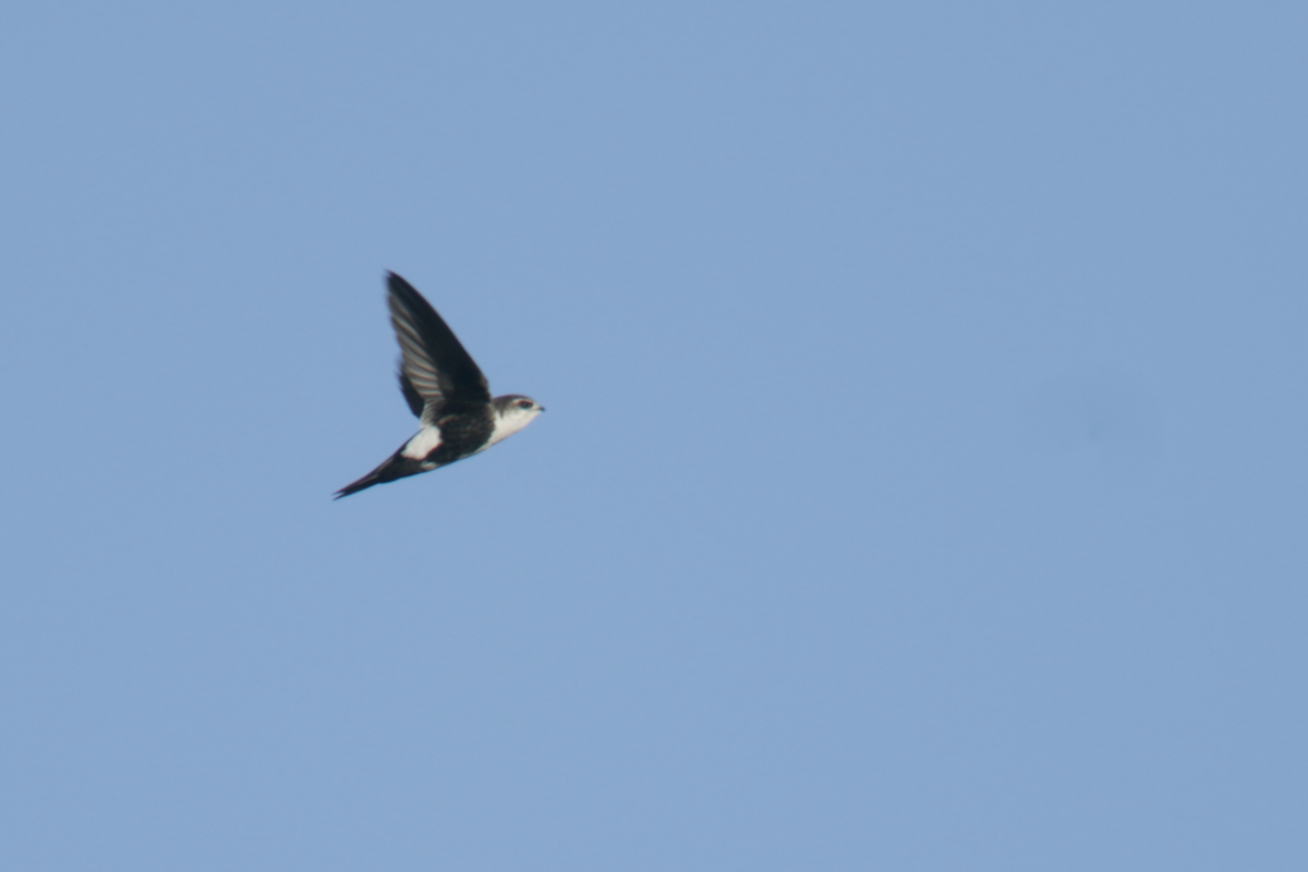 White-throated Swift - ML441701861