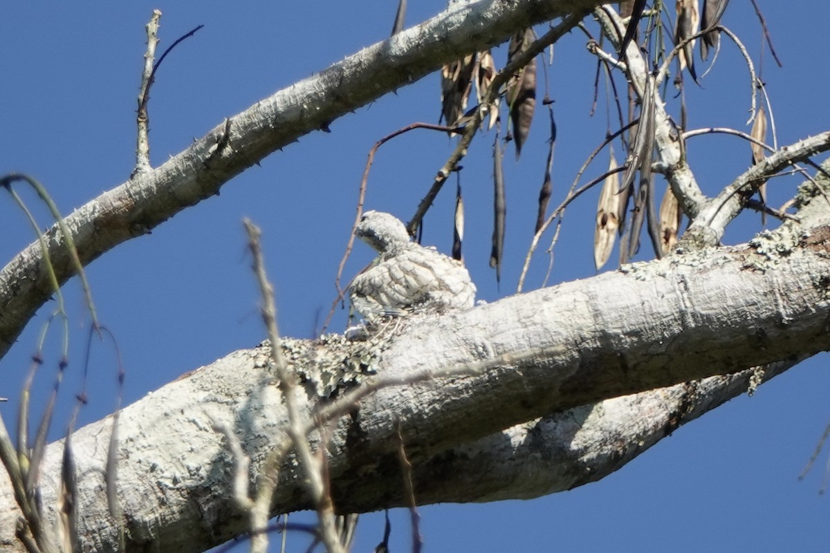 Bare-necked Fruitcrow - Bobby Wilcox