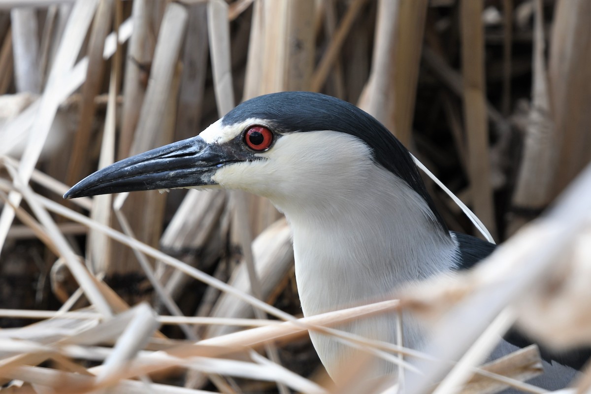 Black-crowned Night Heron - ML441702331