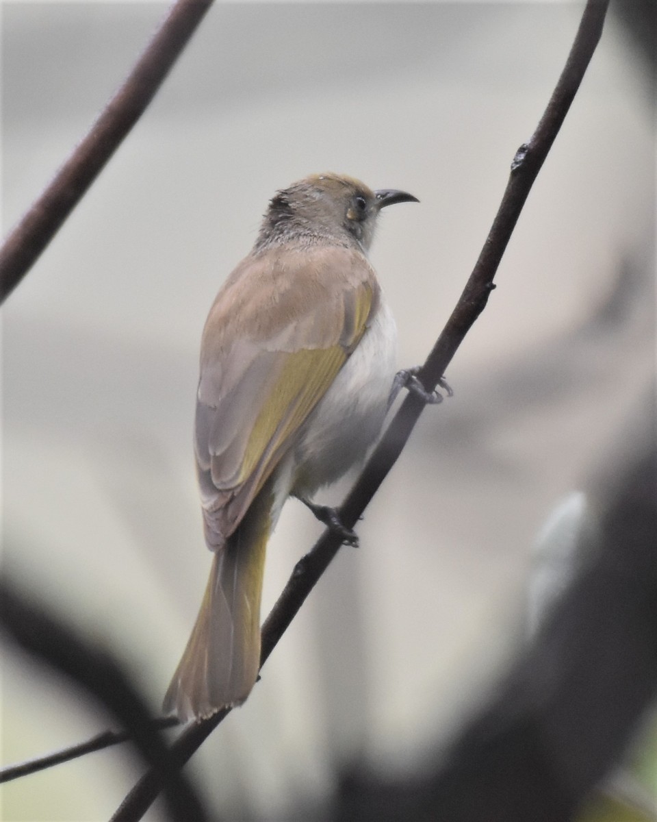 Brown Honeyeater - ML441702541