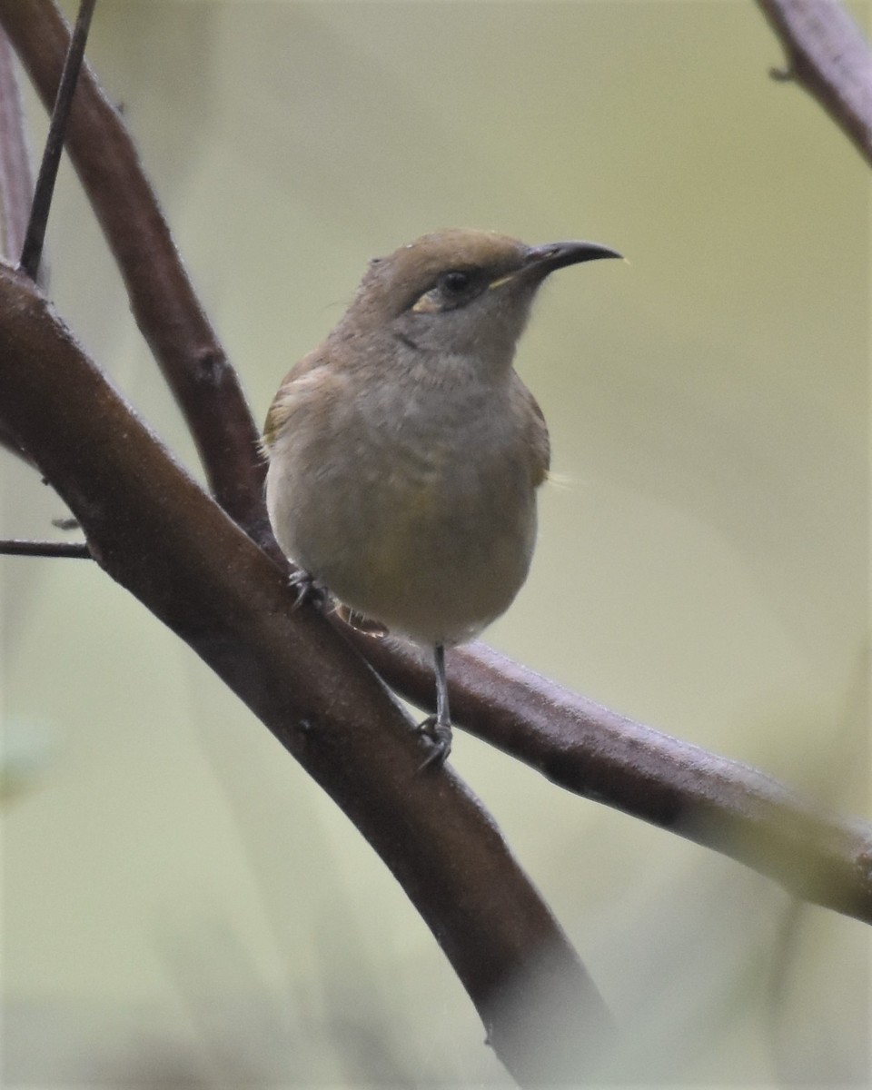 Brown Honeyeater - ML441702551