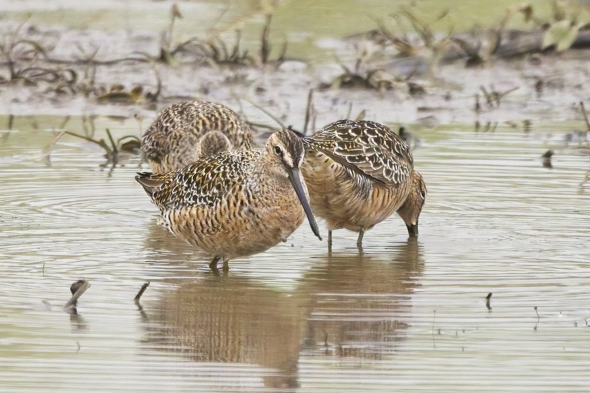 Long-billed Dowitcher - Piming Kuo