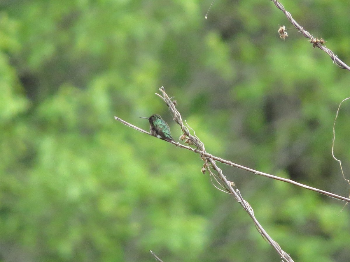 Ruby-throated Hummingbird - ML441703721