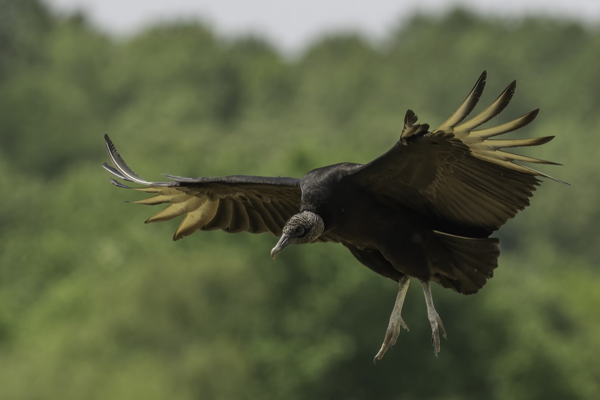 Black Vulture - ML441703731