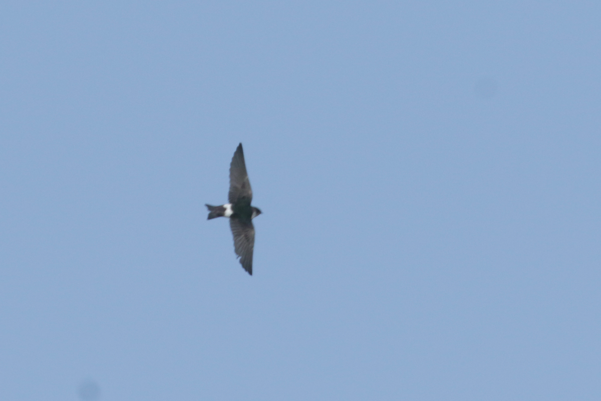 Violet-green Swallow - ML441703901