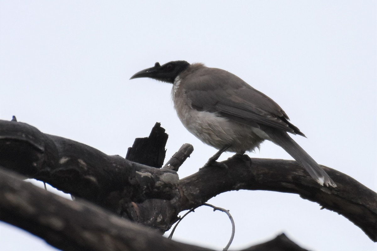 Noisy Friarbird - ML441704021