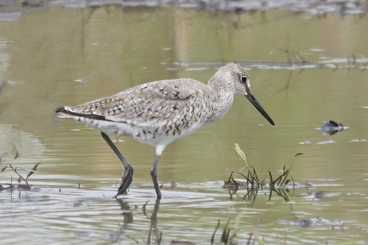 Willet - Piming Kuo