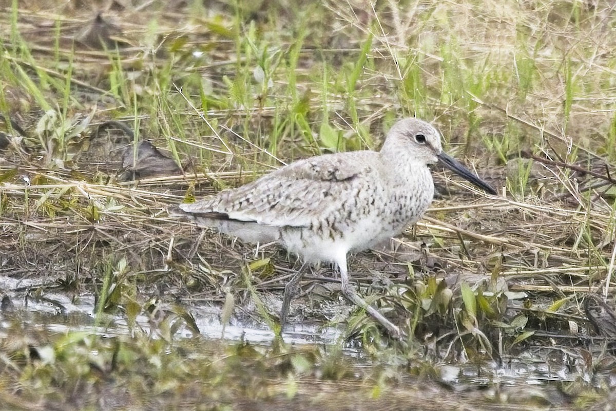 Willet - Piming Kuo