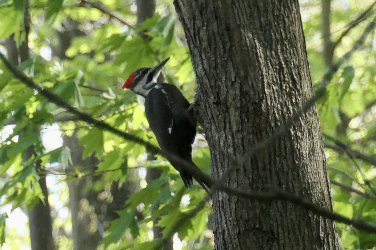 Pileated Woodpecker - ML441704731