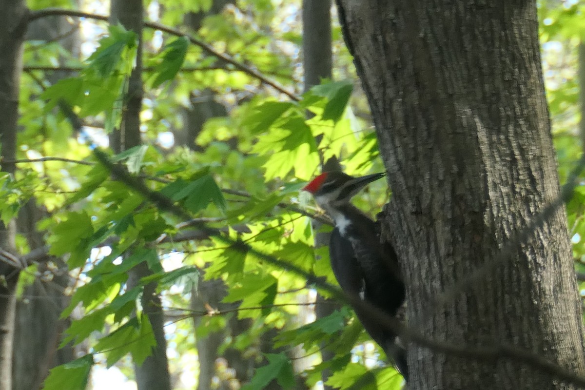 Pileated Woodpecker - ML441704761