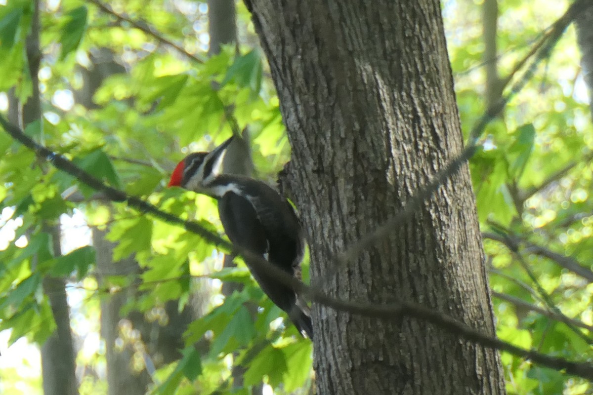 Pileated Woodpecker - ML441704781