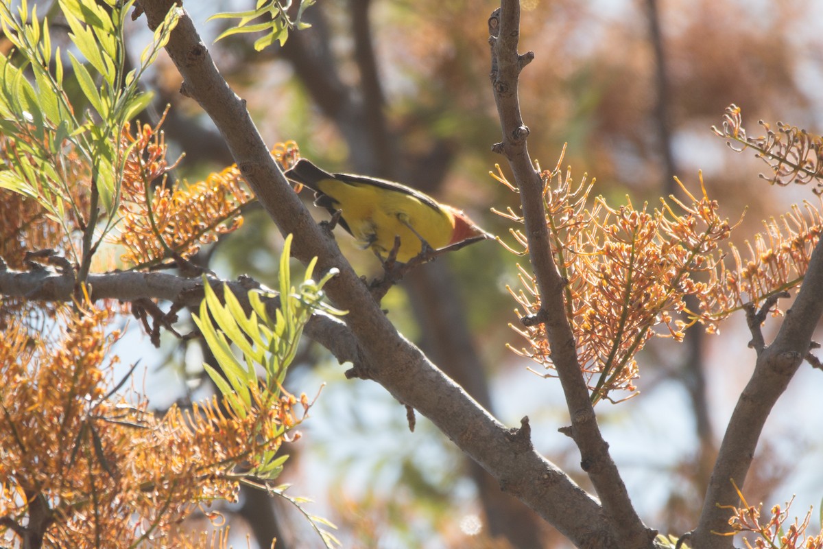 Western Tanager - ML441704951