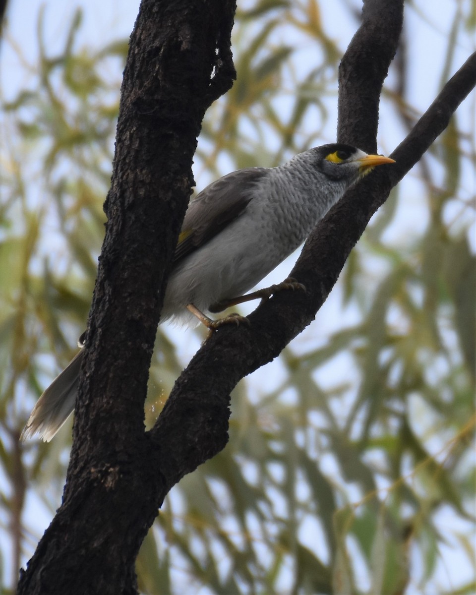 Noisy Miner - ML441705481
