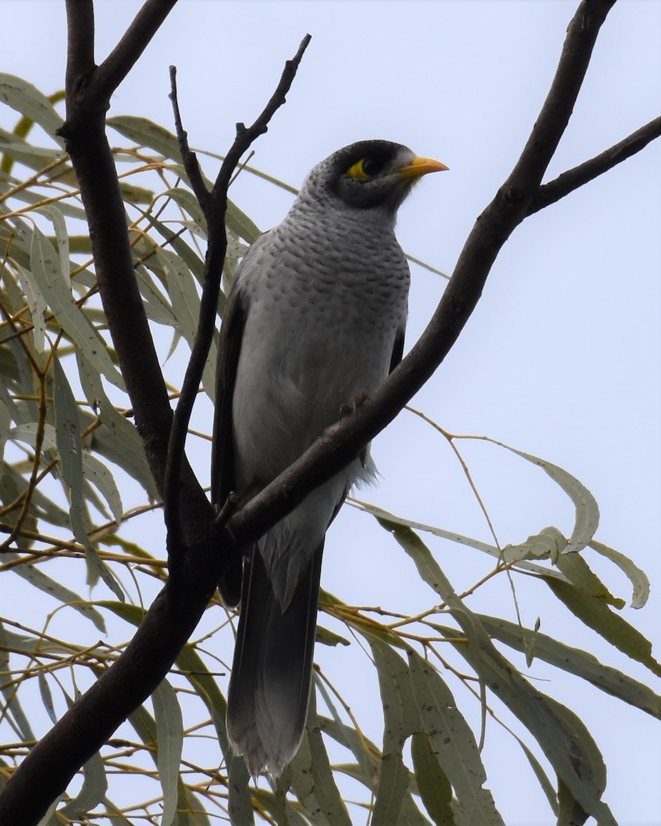 Noisy Miner - ML441705491