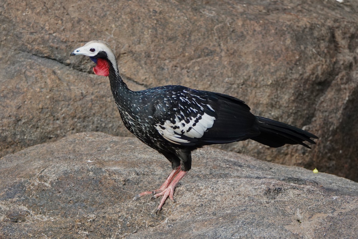 Red-throated Piping-Guan - ML441706141