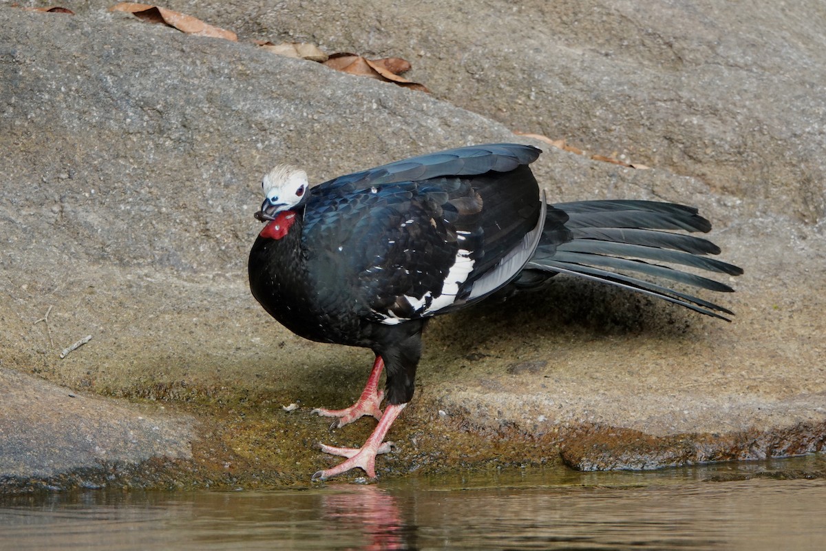 Red-throated Piping-Guan - ML441706151