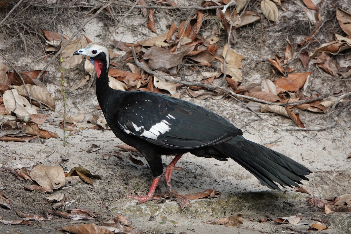 Red-throated Piping-Guan - ML441706171