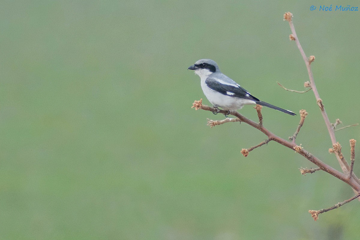 Pie-grièche migratrice - ML441706901