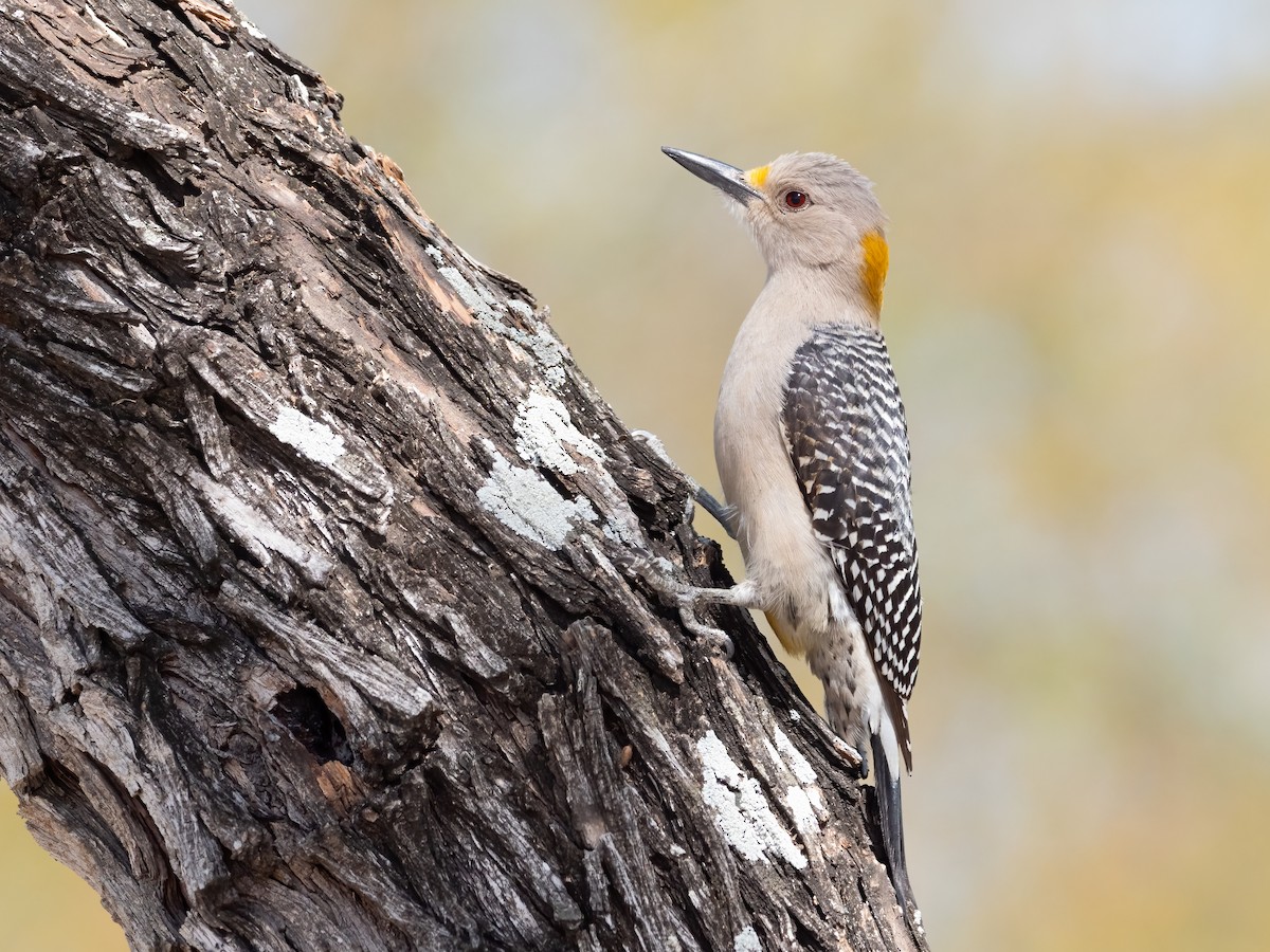 Golden-fronted Woodpecker - Steve Wickliffe