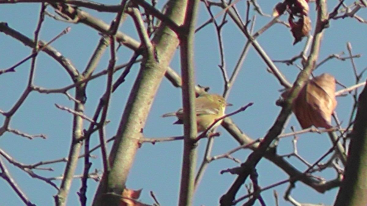 Pine Warbler - ML44170811