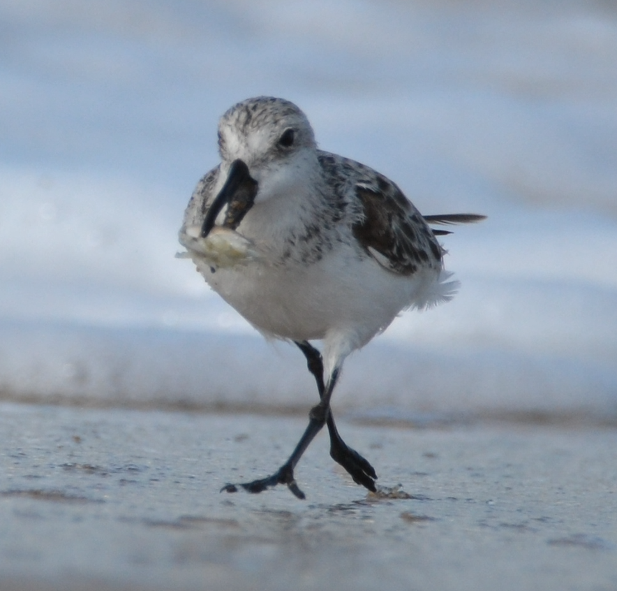 Sanderling - ML441709351