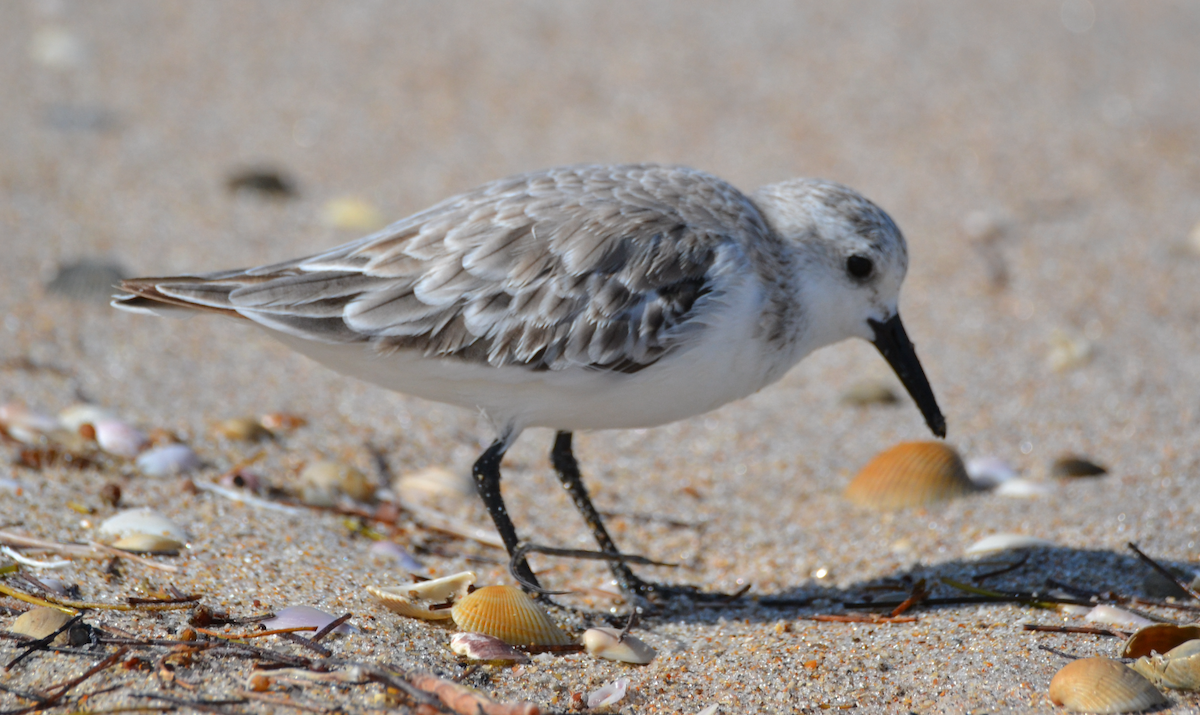 Sanderling - ML441709401