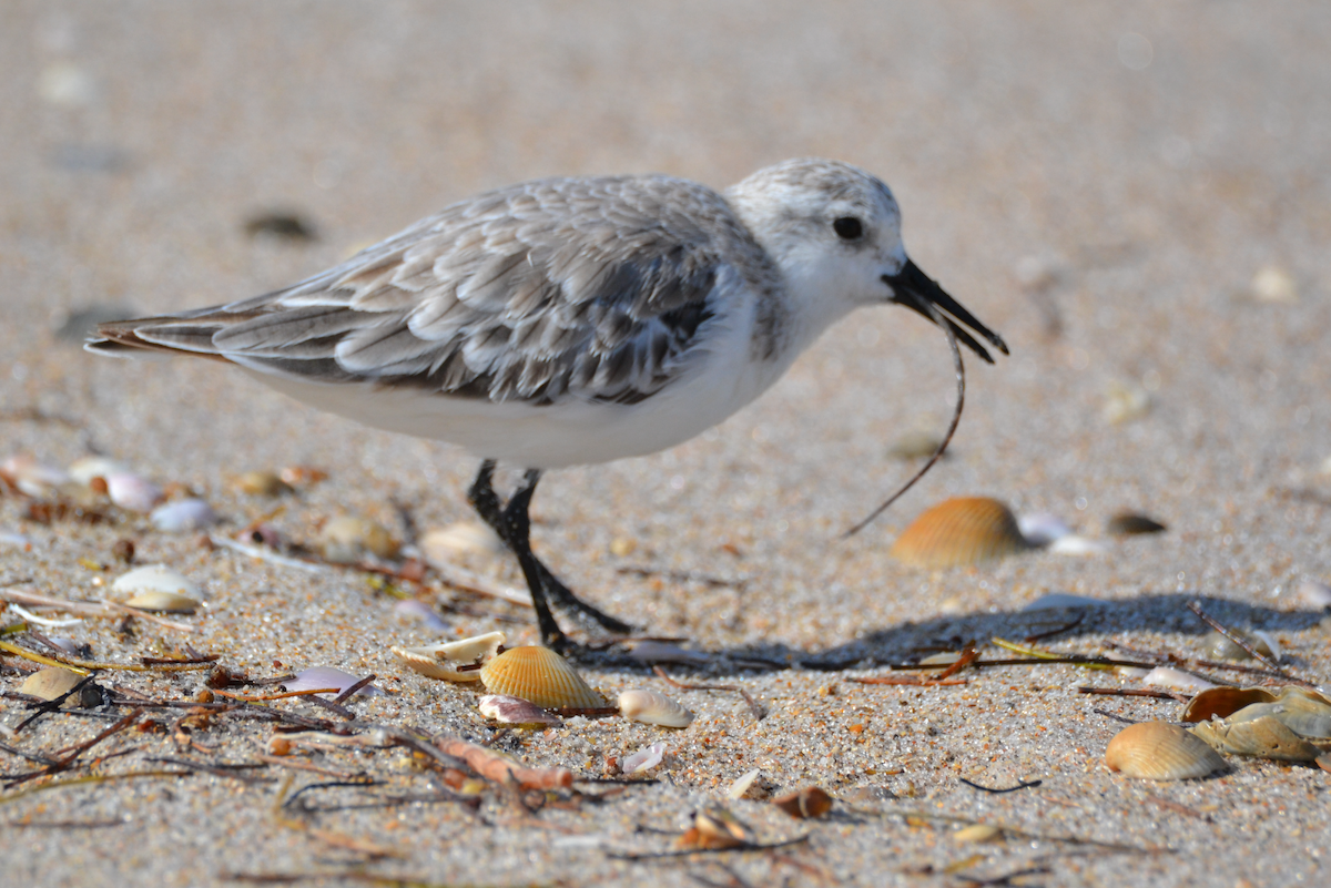 Sanderling - ML441709461