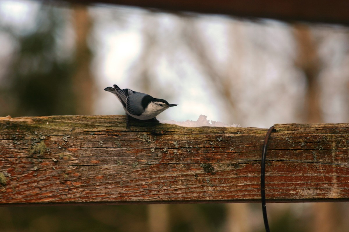 White-breasted Nuthatch - Charlie Todd