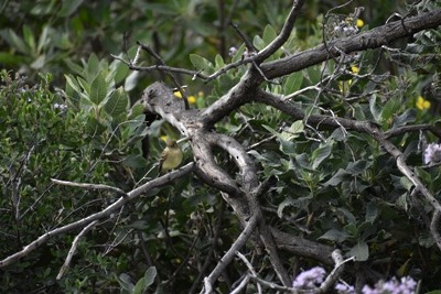 Western Flycatcher (Pacific-slope) - ML441711221