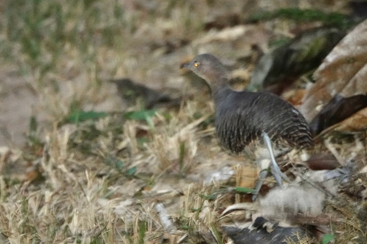 Variegated Tinamou - Bobby Wilcox