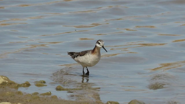 hvithalesvømmesnipe - ML441712461