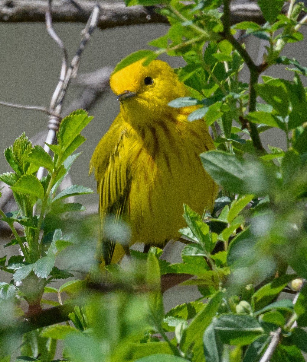 Yellow Warbler - ML441712591