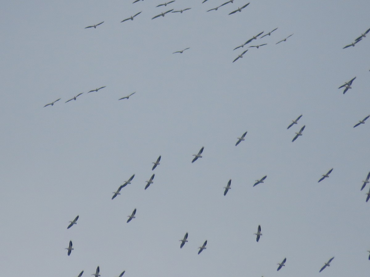 American White Pelican - ML441713291