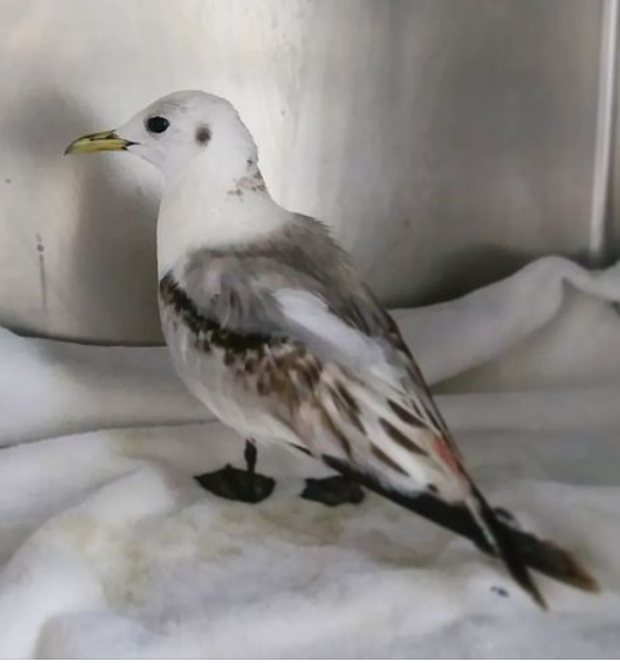 Black-legged Kittiwake - Lauren Pipkorn