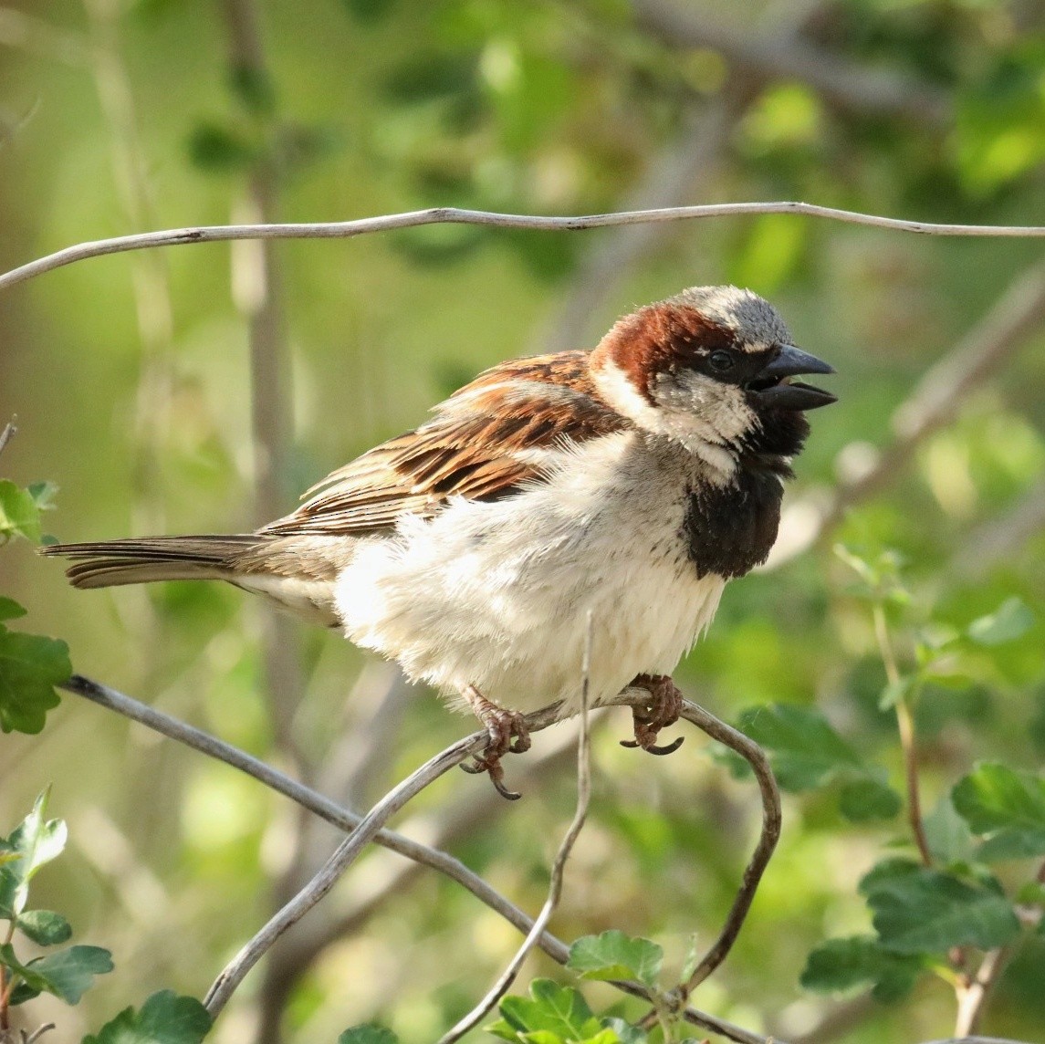 House Sparrow - ML441714321