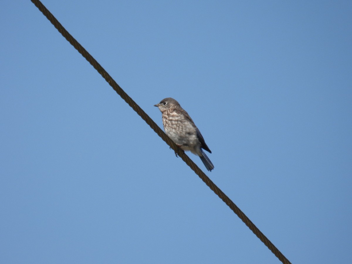 Eastern Bluebird - ML441714781