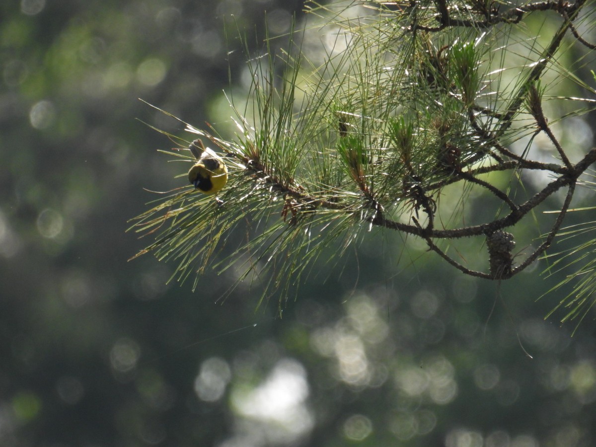 Orchard Oriole - ML441715181