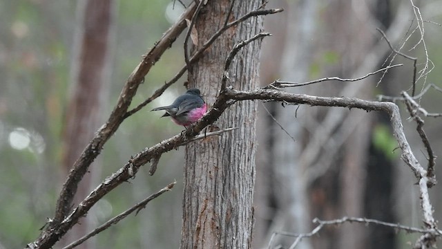 Pink Robin - ML441717121