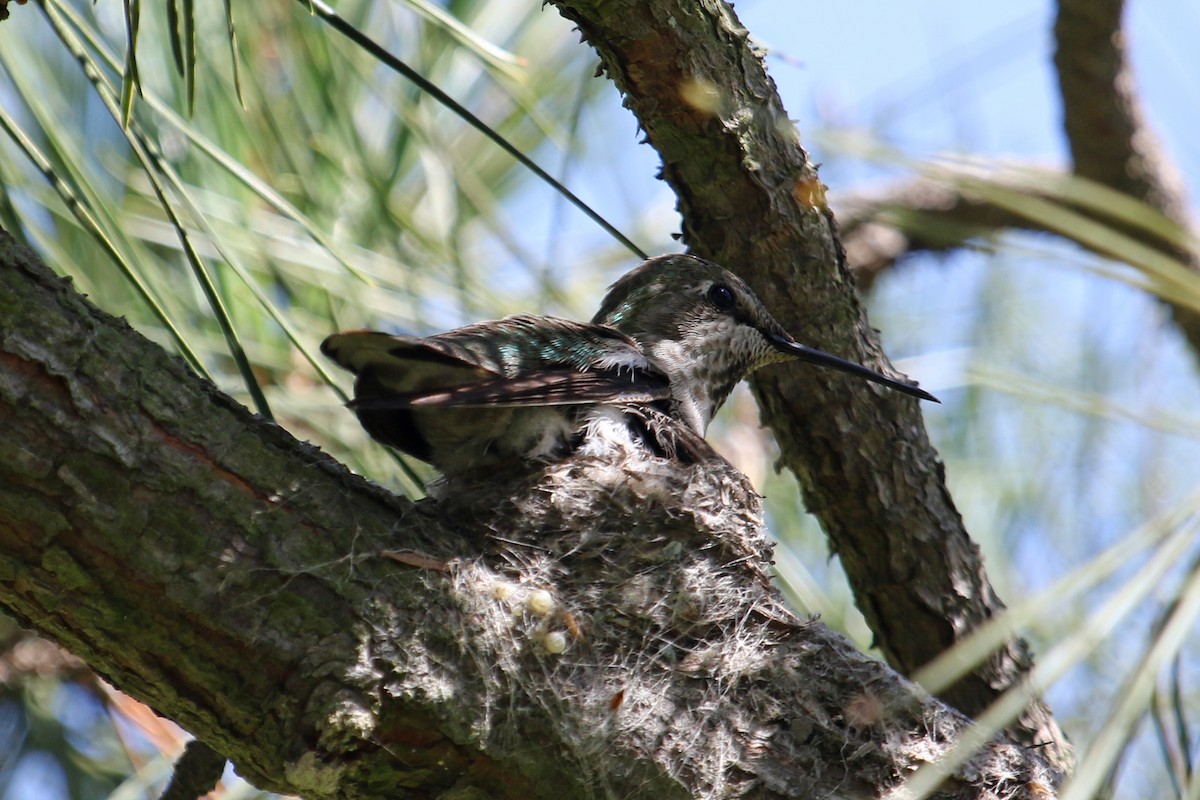 rødmaskekolibri - ML441718191