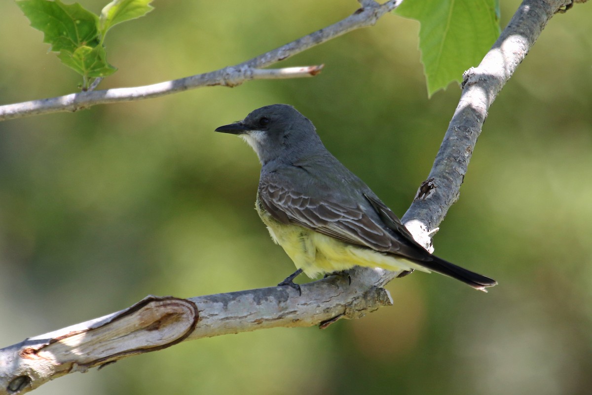 Cassin's Kingbird - Jamie Chavez