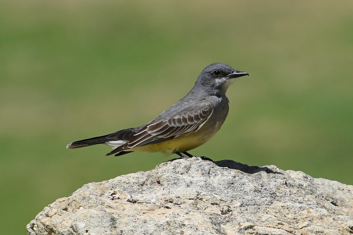 Cassin's Kingbird - ML441718791