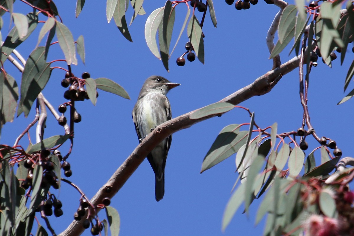 Olive-sided Flycatcher - ML441718901