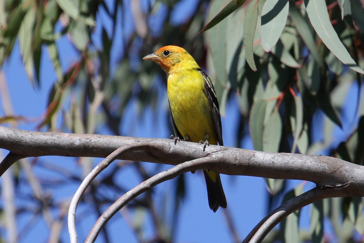 Western Tanager - Jamie Chavez