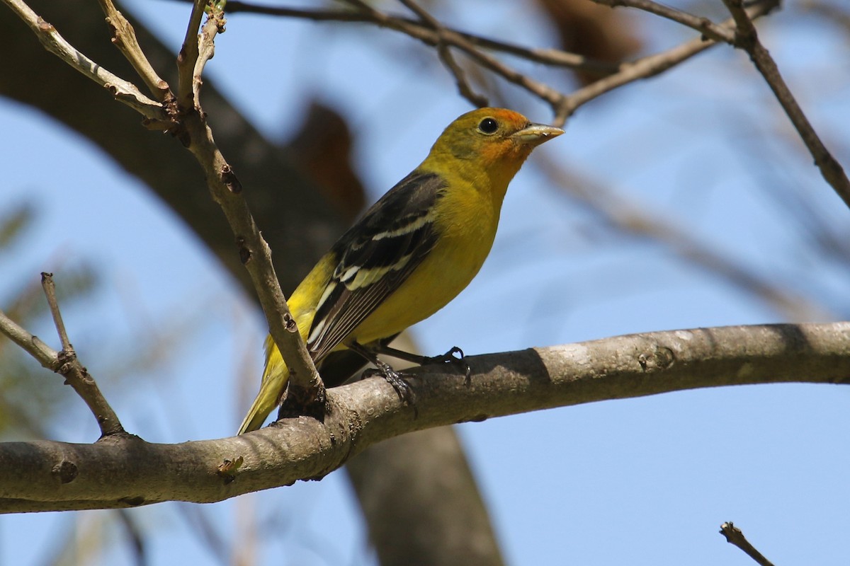 Western Tanager - Jamie Chavez