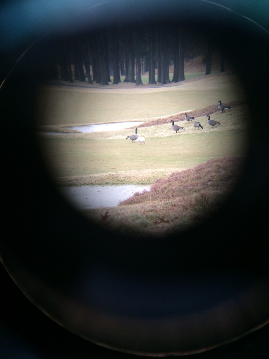 Ross's Goose - ML44172001