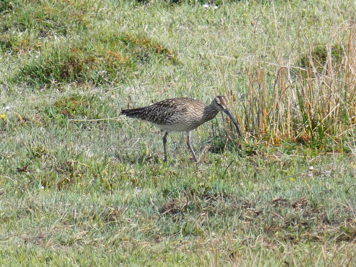 Whimbrel - ML441721451