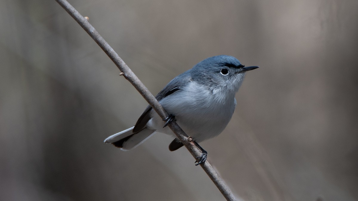 Blue-gray Gnatcatcher - ML441721701